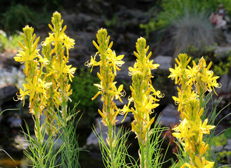 Asphodeline lutea blooms in the botanical garden