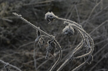 delicate beauty of frost-covered plants in the winter landscape. The close-up shot highlights the intricate details of the frozen stems and buds, emphasizing the fragility and ephemeral nature of the 