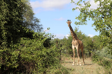 Giraffe / Giraffe / Giraffa camelopardalis