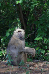 Bärenpavian / Chacma baboon / Papio ursinus