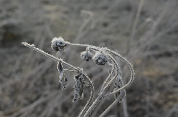 A close-up shot shows a plant covered in frost. The plant is brown and dry, and the frost is white...