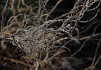 A close-up shot shows a plant covered in frost. The plant is brown and dry, and the frost is white and sparkly. The background is blurred, but it appears to be a field or other natural area.