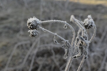 A close-up shot shows a plant covered in frost. The plant is brown and dry, and the frost is white and sparkly. The background is blurred, but it appears to be a field or other natural area.