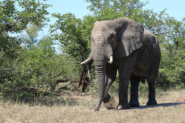 Afrikanischer Elefant / African elephant / Loxodonta africana