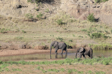Afrikanischer Elefant im Shingwedzi River/ African elephant in Shingwedzi River / Loxodonta africana.