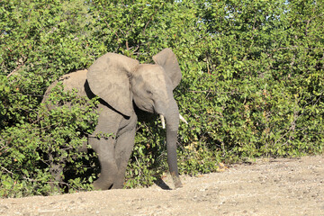 Afrikanischer Elefant / African elephant / Loxodonta africana