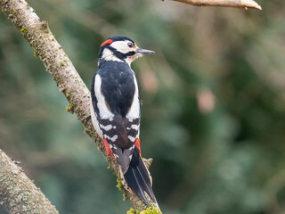 Buntspecht (Dendrocopos major)