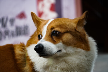 Corgi portrait in urban setting dog photography indoor environment close-up perspective pet lifestyle