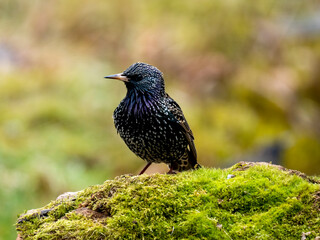 Star (Sturnus vulgaris)