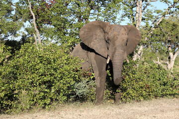 Afrikanischer Elefant / African elephant / Loxodonta africana