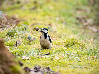 Buntspecht (Dendrocopos major)