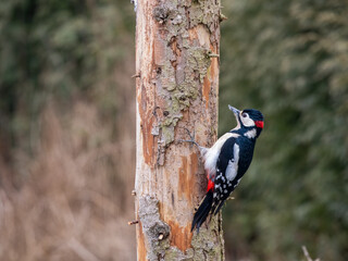 Buntspecht&nbsp;(Dendrocopos major)
