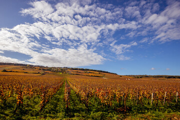 Fototapeta premium Vineyards of Romanee-conti wine, Vosne-romanee, France