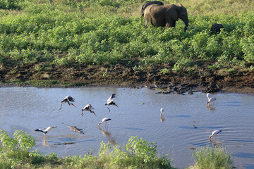 Nilkrokodil und Nimmersatt / Nile crocodile and Yellow-billed stork / Crocodylus niloticus et...