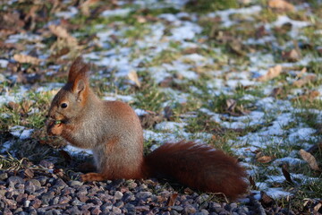 Sweden. The red squirrel (Sciurus vulgaris), also called Eurasian red squirrel, is a species of tree squirrel in the genus Sciurus. 