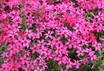 Phlox subulata blooms on the flowerbed