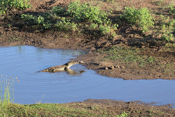 Nilkrokodil / Nile crocodile / Crocodylus niloticus..