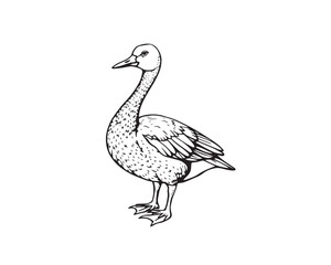 Line art illustration, black and white, goose subject, antique patina finish, creative light art cast bronze surface, clear background, easy to color, abstract patterns, Vector.