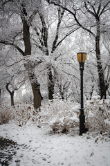 Snow-covered trees and lamppost in Riverside Park, NYC