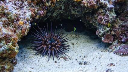 Sea urchin nestled among coral with fish swimming nearby