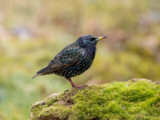 Star (Sturnus vulgaris)