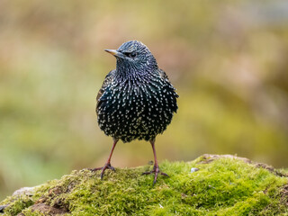 Star (Sturnus vulgaris)