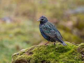 Star (Sturnus vulgaris)