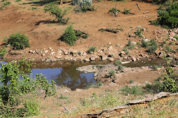 Krüger Park - Afrikanischer Busch / Kruger Park - African bush /
