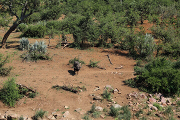 Krüger Park - Afrikanischer Busch / Kruger Park - African bush /