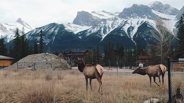 Low-motion shot of two majestic elk grazing peacefully in the heart of Canmore during springtime