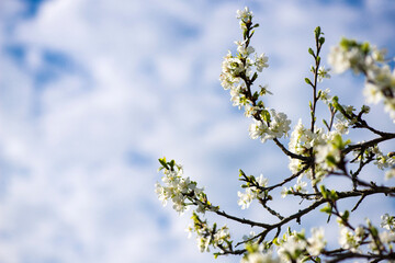 Spring blossom: branch of a blossoming apple tree on garden background - selective focus, space for text