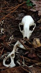 Raccoon skull and bones in the woods © Tabatha T. Coley