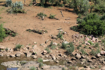 Krüger Park - Afrikanischer Busch / Kruger Park - African bush /
