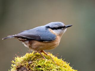 Kleiber (Sitta europaea)