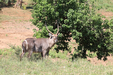 Wasserbock / Waterbuck / Kobus ellipsiprymnus