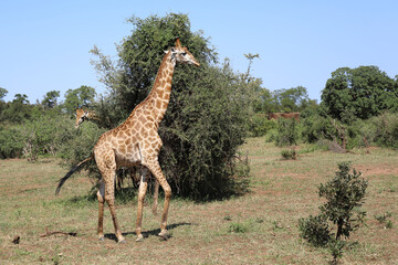 Giraffe / Giraffe / Giraffa camelopardalis