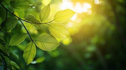 Obraz premium Nature leaves, green backgound