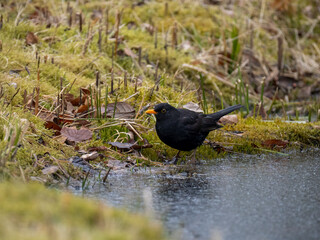 Amsel (Turdus merula)