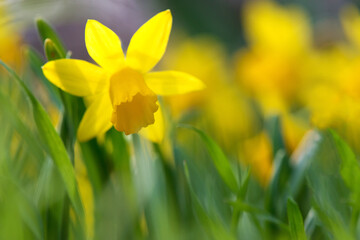 Bright yellow daffodil blooming in a spring garden. Selective focus. Copy space.