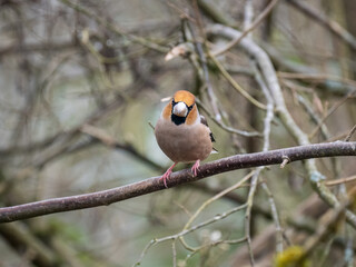 Kernbeißer (Coccothraustes coccothraustes)
