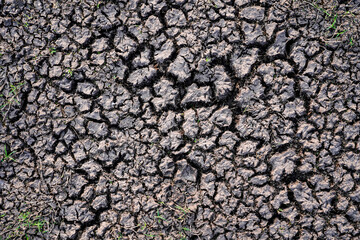 Cracked soil arid land with dry and cracked ground with green small grasses. Desert texture background, serious water shortages. Global warming concept. Close up.