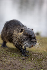 A nutria or coypu (Myocastor coypus) stands on the bank of a pond