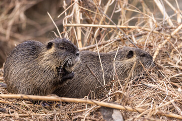 Two nutrias or coypus (Myocastor coypus) sitting in dry grass