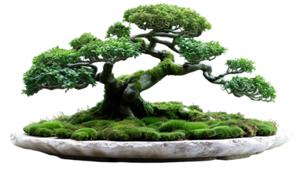 Ancient Bonsai Tree Lush Green Foliage, Tranquil Zen Garden for Nature Themes, isolated on transparent background.