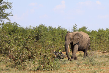 Fototapeta premium Afrikanischer Elefant / African elephant / Loxodonta africana