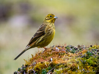 Goldammer (Emberiza citrinella)