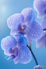 Fototapeta premium Delicate blue orchids glistening with water droplets, showcasing soft floral elegance against blurred azure backdrop
