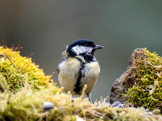 Naklejka premium Kohlmeise (Parus major)