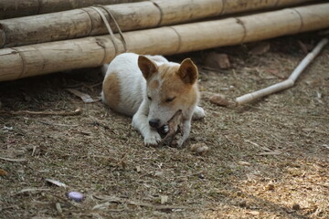 Playful puppy chewing on stick outdoor setting animal photography natural environment close-up view adorable moments