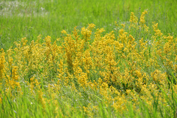 Bedstraw is a genus of annual, biennial and perennial herbaceous plants of the Rubiaceae family.